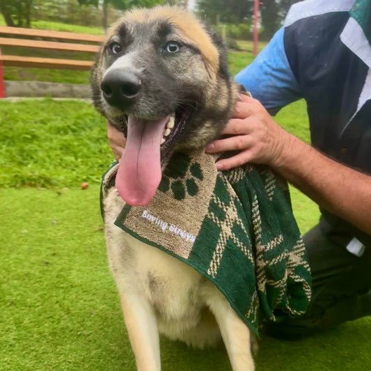 Saving Strays Jumbo Terry Dog Towel