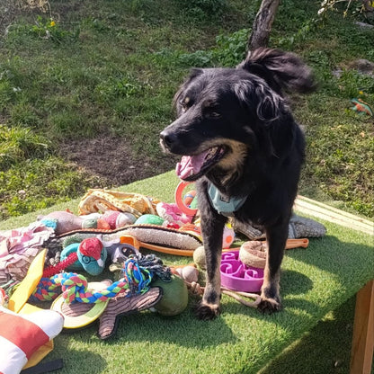 Sponsor LORD ALEXANDER