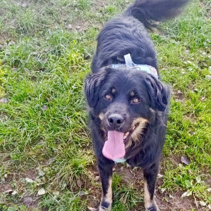 Sponsor LORD ALEXANDER